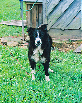 Wolfie on the farm.  (2003)