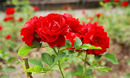 Candy and I were wandering around Prague trying to find something (can't remember what... a plaza, a square, a street — something) when we stumbled across this beautiful little park with a fenced rose garden in the middle. (2003)