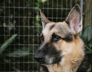 Sheriff in the backyard looking awfully impressive in that German Shepard sorta way. (2004)