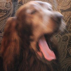 Chaunce messing up my long exposure shot when we were trying to re-create an earlier photo with better grain film for the book cover. (2004)