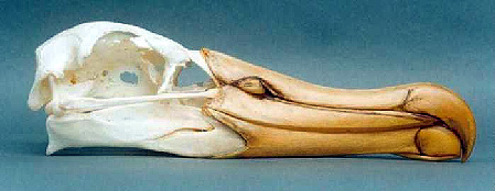 Albatross skull from The Seabird Osteology Pages.