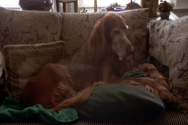 Chauncey as couch potato.  (2003)