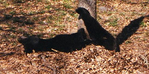 Sleepy black bear at the Tallahassee Museum.  (2005)