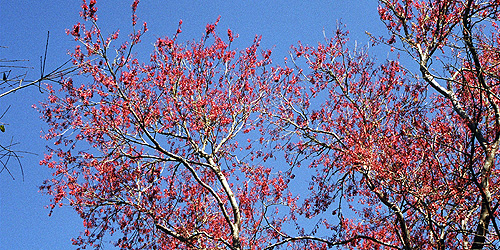 Pretty tree with pretty leaves at the Tallahassee Museum. (2005)