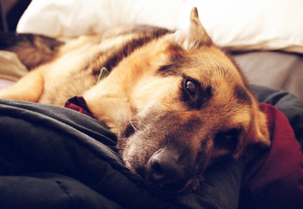 Sleepy Sheriff sleepin' in the bed in the middle of the day.  He never sleeps in the bed with us like Chaunce used to, but it's not unusual to see him sneaking onto my side of the bed while it's still warm after I get up in the morning (or afternoon). (2005)