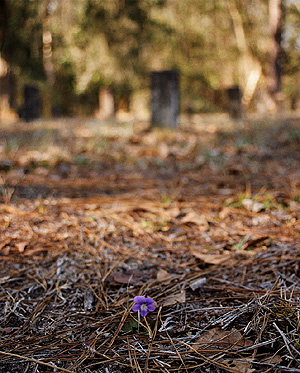 A little flower at the potter's field.  (2005)