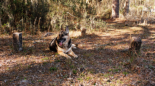 Sheriff lying with the stones at the potter's field.  (2005)