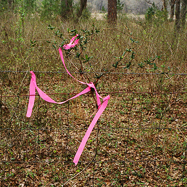 Just outside the abandoned graveyard at The Greenway, I saw this and thought of my father.  (2005)