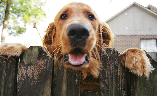 My buddy, Tanner, who lives a couple blocks up the street and doesn't get nearly enough attention.  (2005)