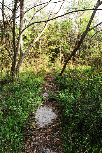 Take a right at the right place at The Asylum and you'll see this path leading into the woods.  (2005)