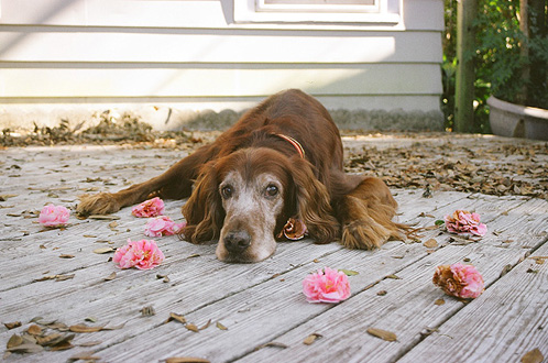 The only time I ever saw The Boy sleeping on the back porch it was an unseasonably warm mid-January afternoon.  The flower under his ear/head was already there — I staged the rest as he slept.  Just as the camera's auto-focus beeped to let me know it was ready to shoot, his eyes opened and I clicked as fast as I could before he raised his head.  (2004)