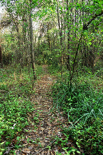 Following the old path into the heart of the overgrown grounds at The Asylum.  (2005)