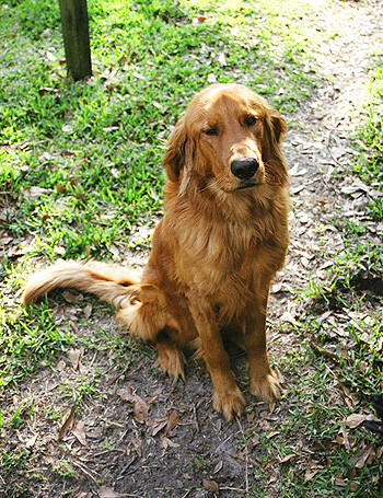 Here's my buddy Tanner.  He lives down the street.  (2005)