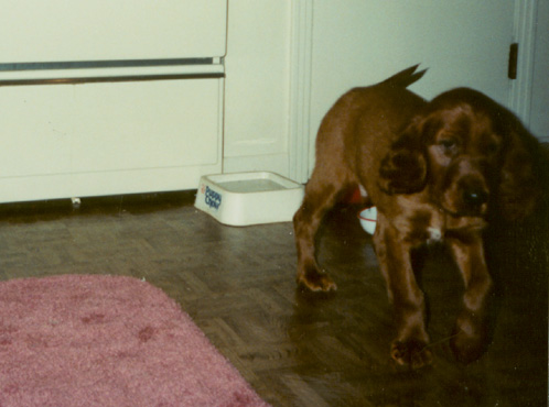 The Puppy Chauncey about six months before I met him for even the first time.  (1992)