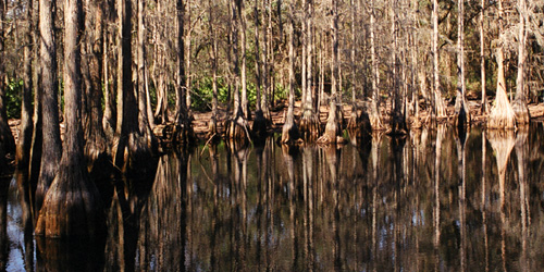 Where is the deer?  Photo taken at the Tallahassee Museum.  (2005)