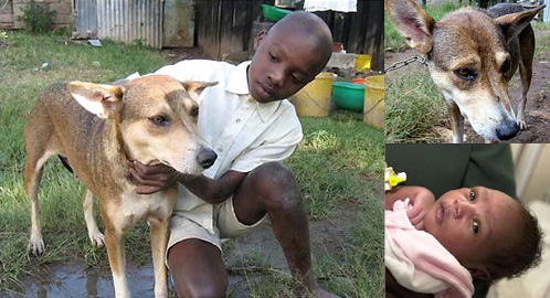 (left) May 9, Felix Omondi, 11, and the unnamed dog that rescued an abandoned baby girl on the outskirts of Nairobi, Kenya.  (right, lower) May 10, The baby, named 'Angel' by hospital staff, at the Kenyatta National Hospital in Nairobi, Kenya.   (right, upper) Hero... the dog who found the abandoned baby.   (2005)