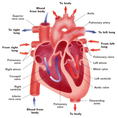 What I guess a healthy heart looks like.  Google helped me find this image <A HREF=
