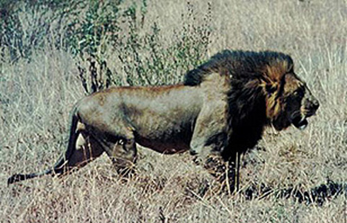 Great example of the Ethiopian black-maned lion in the wild.