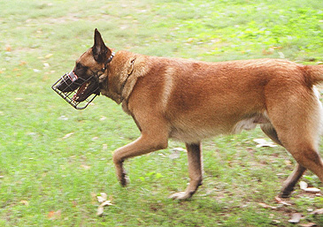 It's not unusual to see caged muzzles like this on dogs in Prague.  (2003)