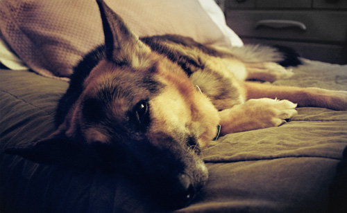 Sheriff chilling out on the freshly made bed. (2005)