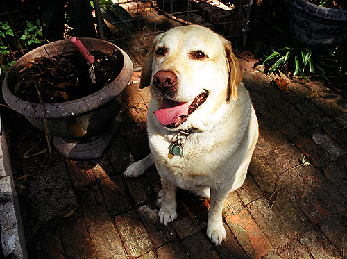 This friendly pooch wandered into our yard a couple of months ago.  We don't remember her name, but this sweet girl stayed with us for the afternoon until her owner got off work.  And in case you're wondering, yes, Sheriff was a gracious host.  (2005)