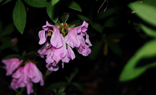 Some flower at night.  I think there is a bumblebee hidden in there.  (2004)