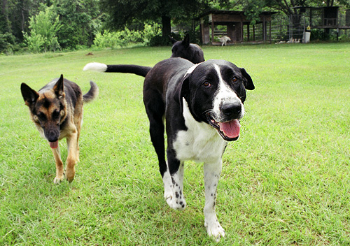 Just some of the dogs that live with my friend, Bob Johnson, out on his duck farm far east of town.  The big bruiser in the front is my buddy Blue.  Going from front to back after Blue are Vesta, Shadow and Shiner (way in the back in the most natural of poses).