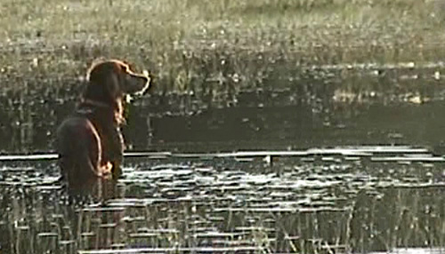Another red dog image from our video footage.  (2003)