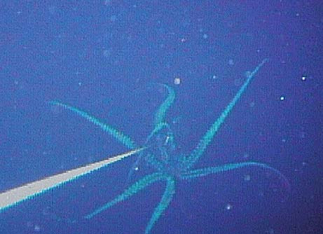 Photo capture from the first video footage of the legendary giant squid.  Myth no more.  (2005)