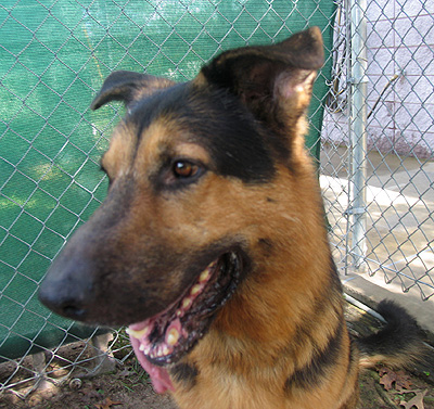 Another shot of Argus at The Pound before we brought him home.  (2005)