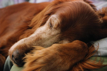 Chauncey at rest.  (January, 2004)