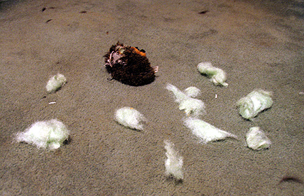 Post squeak remnants once Sheriff is through with his toy.  The black tufts are from Sheriff shedding as his winter coat starts to come in — oh joy.  (2005)