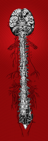 The circles zoom in on the approximate location of Candy's T1/C7 vertebrae that are going to be operated on tomorrow.