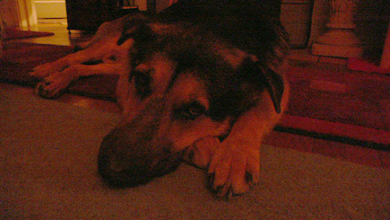 Argus in the darkened living room.  Taken with my new digital camera.  (2005)