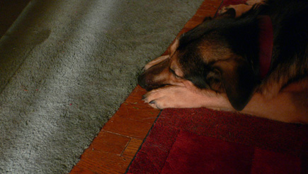 Argus in living room at night with only light coming from my open office door.  (2005)