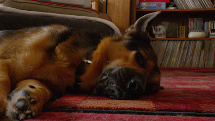 Argus crashed in the living room on a lazy December afternoon.  (2005)
