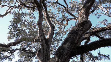 A big ol' tree at Mission San Luis.  The digital effects give it a bit of the old Maxfield Parrish vibe, wouldn't you say?  Check the large image (link below) to see how I changed it.  (2005)