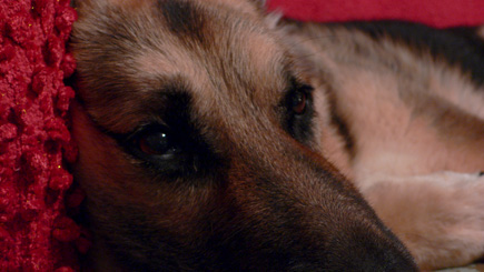 One of my favorite pictures from a 20 minute photo shoot with Sheriff in various stages of consciousness while spread out on the couch.  (2006)