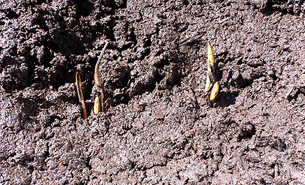 The successfully planted lotus flower tuber with the growing tips properly exposed.  (2006)