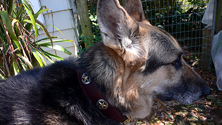 Sheriff's new name-appropriate collar.  (2006)