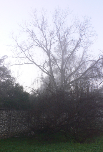 Foggy view of a large tree between Cascades Park and South Monroe Street.  Approximately 6:45 AM.  (2006)
