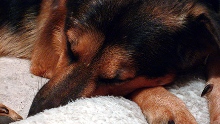 Argus asleep on his bed.  (2005)