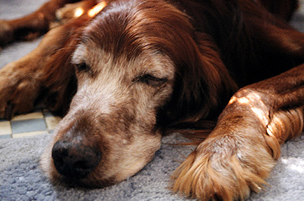 The Old Man, sleeping in the bathroom with Sheriff (out of frame behind him, wrapped around the toilet).  (2004)