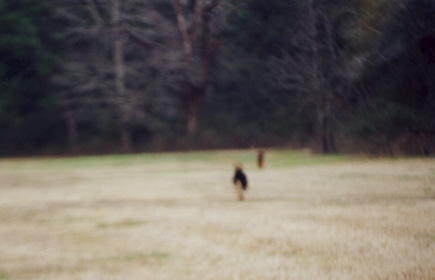 Sheriff and Chauncey at The Greenway.  No special effects — just blurry.  (2001)