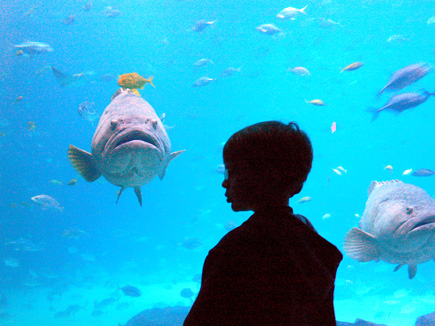 Alex with the big fish at the Georgia Aquarium.