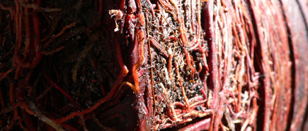 Candy has some type of rootbound tropical plant that has grown to be about nine feet tall.  We finally planted it in the ground a last month.  This is a shot of the tightly-knit root system that had conformed to the shape of the huge plastic planter that had contained it for the last seven or eight years.