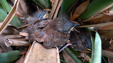 Baby birds growing up on the back porch.  (2007)