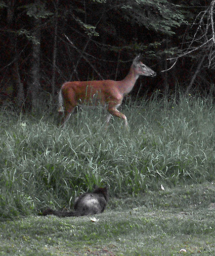 My father's cat, Bituminous, on the hunt in his backyard in the Upper Peninsula of Michigan.  (2007)