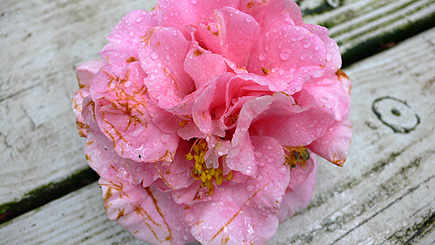 Mid-winter bloom resting on the deck in the back of the porch. (January 2007)