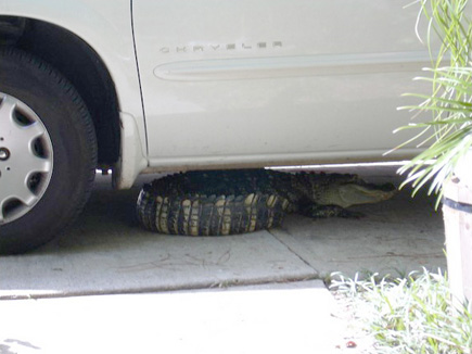 Image appeared in the Tallahassee Democrat.  Caption: A Tallahassee woman found a 6-foot-long alligator under her vehicle in the 3200 block of Majestic Prince Trail at 10 a.m. Saturday, July 7, said Lt. Silas Lewis of the Leon County Sheriff's Office. Deputies called the Florida Fish and Wildlife Conservation Commission, whose employees trapped the alligator. LCSO Deputy Ted Phillips snapped some photos. (2007)